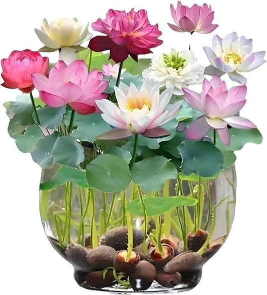 Bonsai Lotus Flower Seeds (50/100/200/400pc)