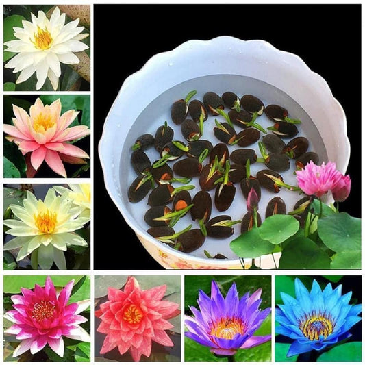 Bonsai Lotus Flower Seeds (50/100/200/400pc)